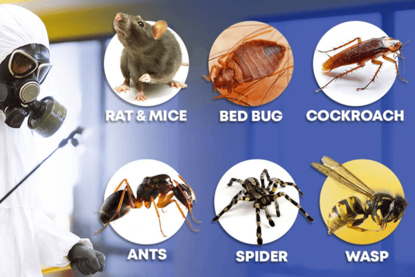 Technician performing a detailed termite inspection