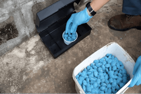 Close-up of a perfectly trimmed hedge