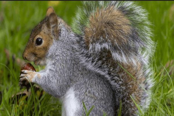 Humane Wildlife Control