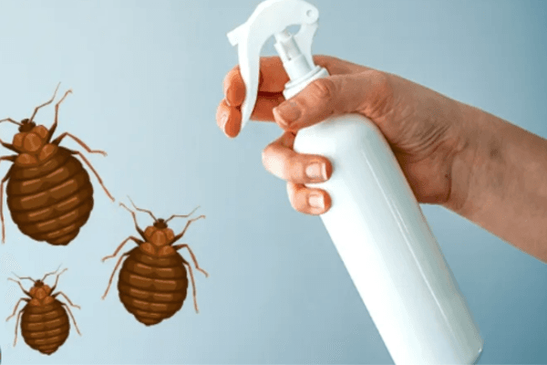 Advanced Bed Bug Extermination