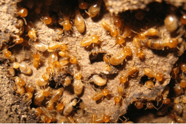 Termite Inspection & Treatment