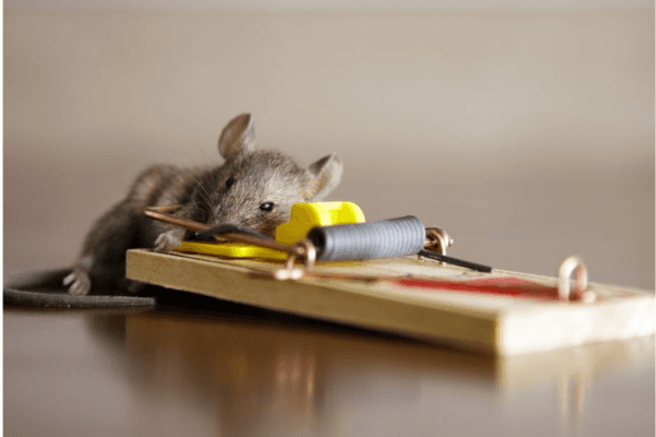 Strategic Rodent Control